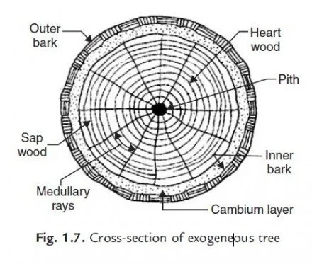 Classification of Timber